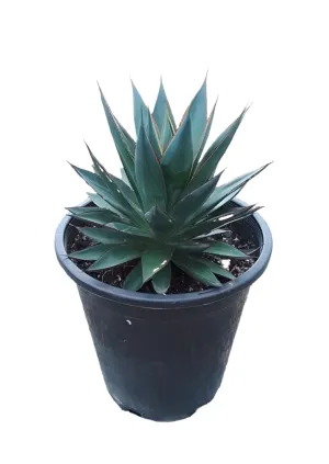 Agave Blue Glow 5Gallon Shaka Zulu Live Plant Outdoor