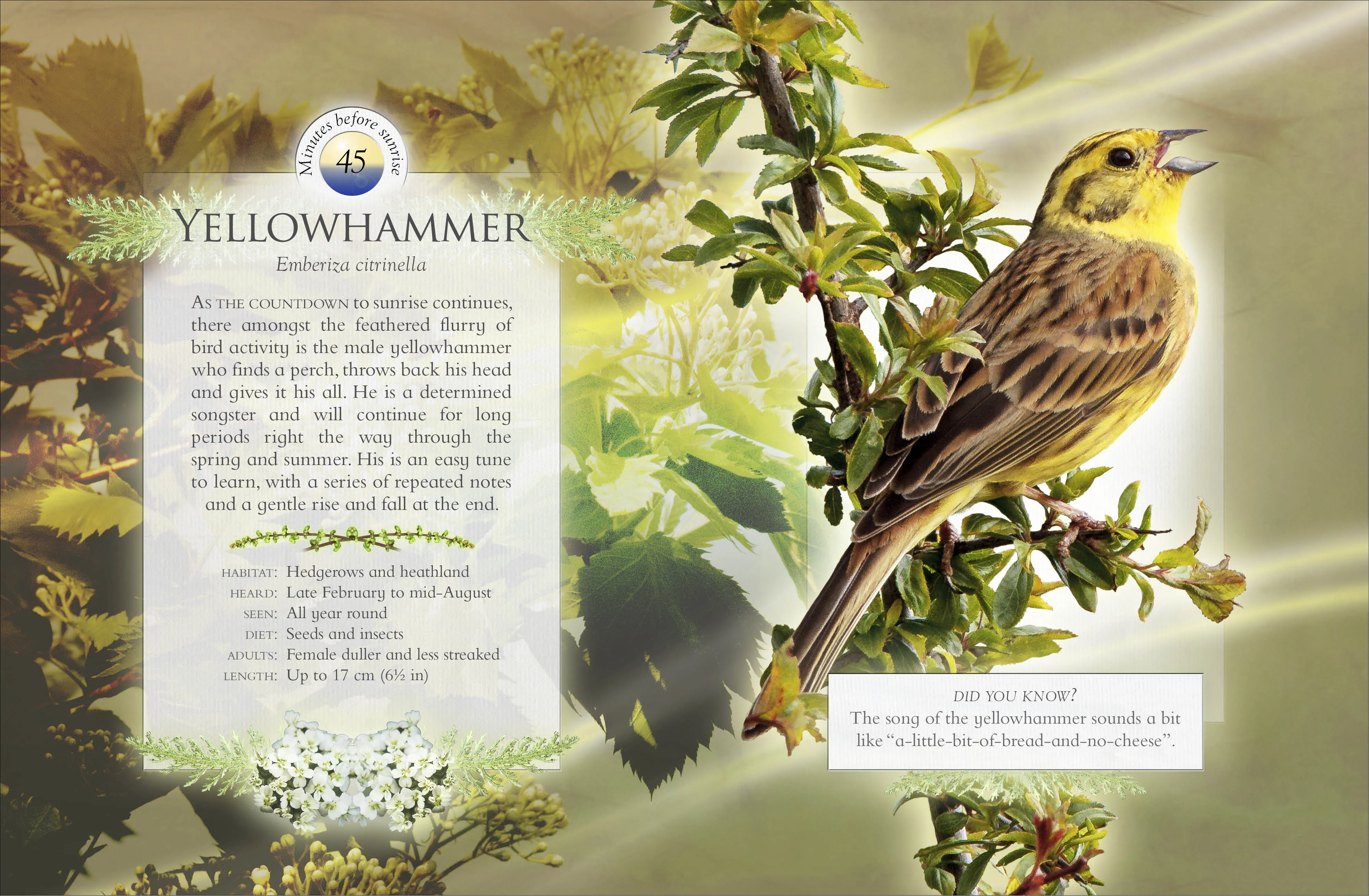 The little book of dawn chorus